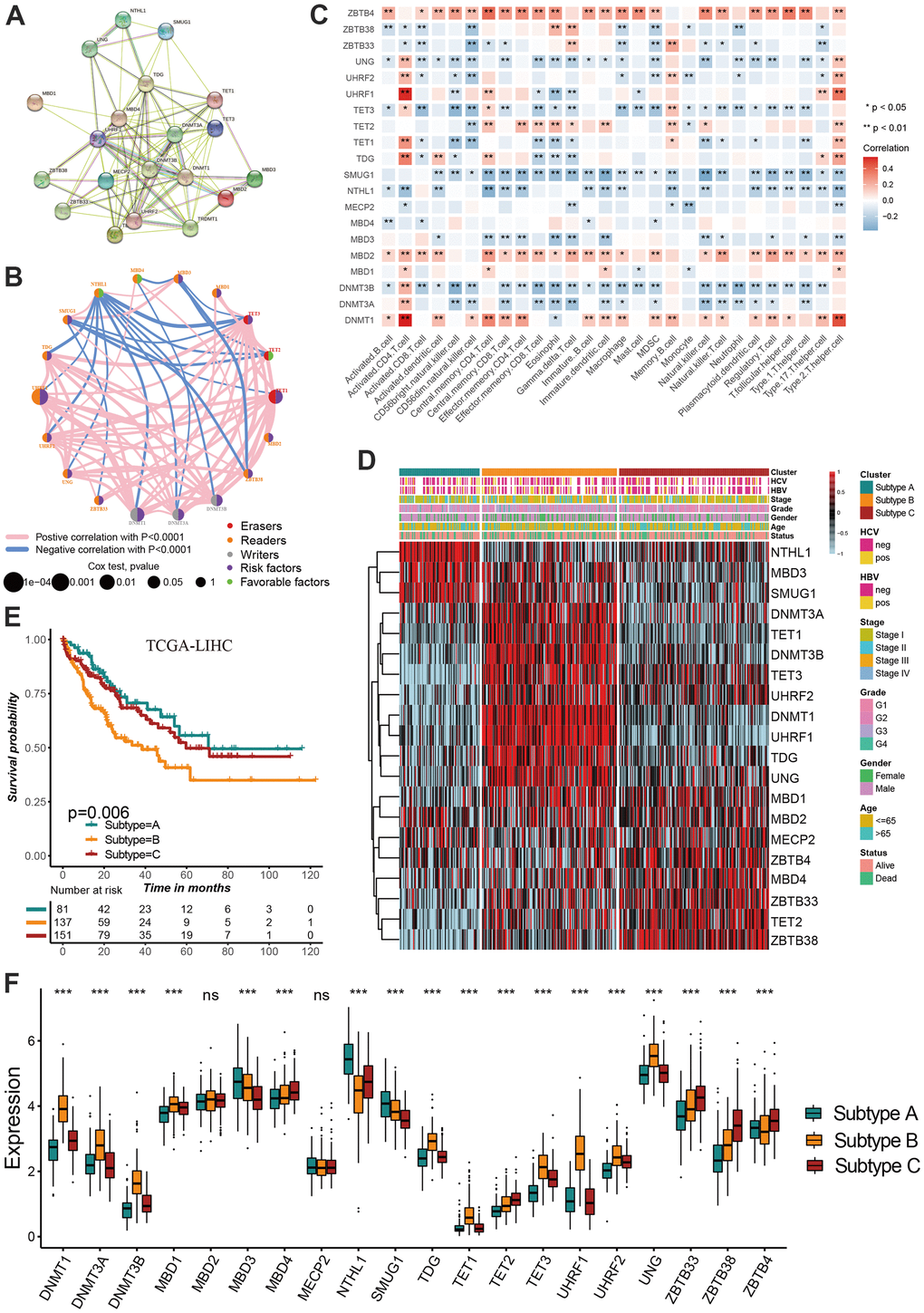 Identification of DNA methylation regulator-related molecular subtypes in hepatocellular carcinoma. (A) The protein-protein interactions (PPI) network between DNA methylation regulators using STRING database. (B) A network was used to visualize the prognostic significance and expression correlation among these regulators. (C) The correlation between DNA methylation regulator expression and immune cell infiltration levels. (D) The hierarchical clustering of 20 DNA methylation regulators among three molecular subtypes. (E) Survival analyses for three distinct DNA methylation regulator-related molecular subtypes. (F) DNA methylation regulators expressed in the three molecular subtypes. All data analyses were based on the TCGA-LIHC cohort. Neg, negative; Pos, positive; Ns, not significant. *P 