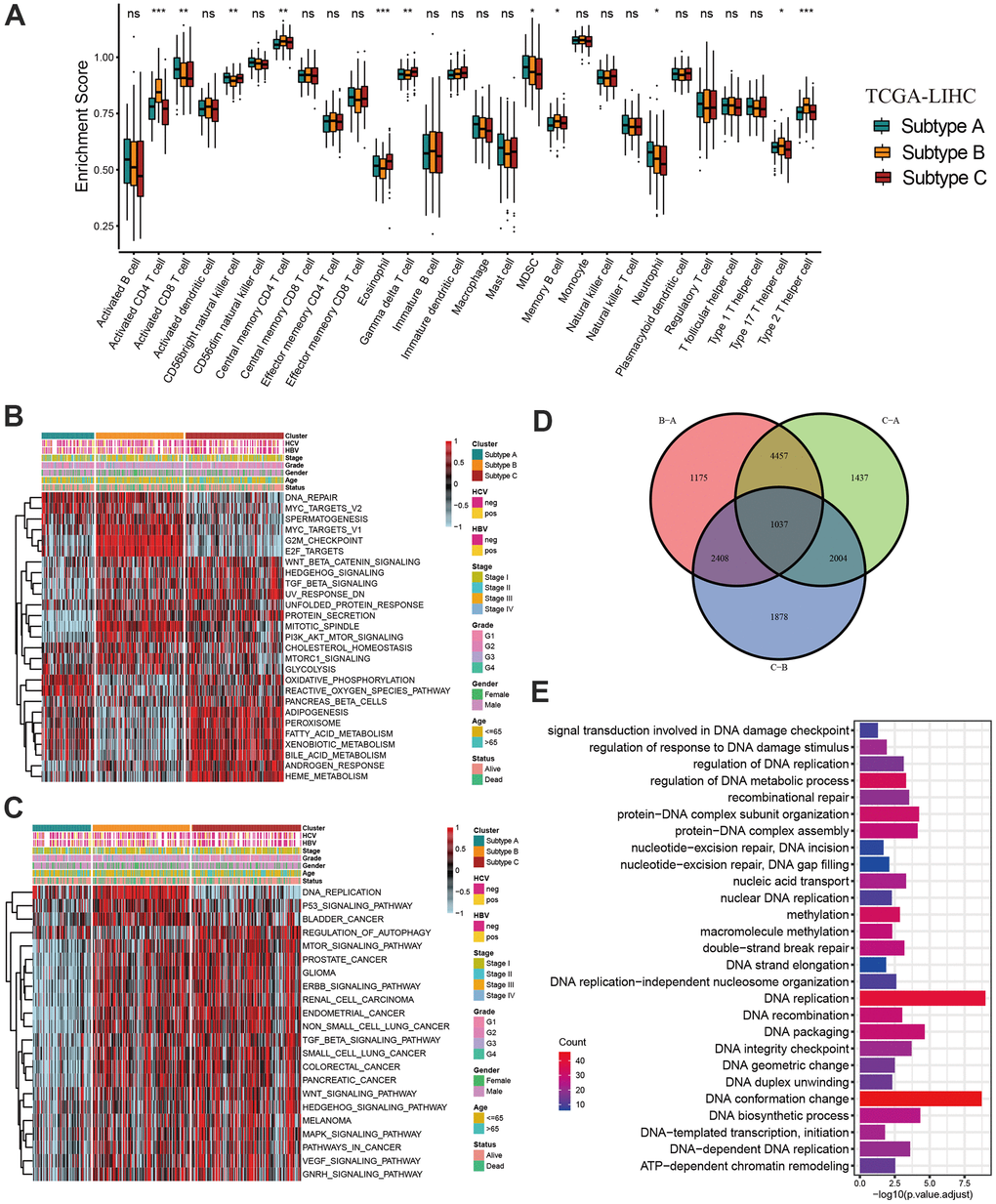 Characteristics of distinct DNA methylation regulator-related molecular subtypes. (A) The abundance of 28 tumor microenvironment cell infiltration among three molecular subtypes. (B, C) GSVA enrichment showing the activation states of biological pathways in distinct molecular subtypes. (D) The Venn diagram showing 1037 overlapping differentially expressed genes (DEGs) between three DNA methylation regulator-related molecular subtypes. (E) GO functional enrichment analyses for 1037 overlapping differentially expressed genes. All data analyses were based on the TCGA-LIHC cohort. Neg, negative; Pos, positive; Ns, not significant. *P 