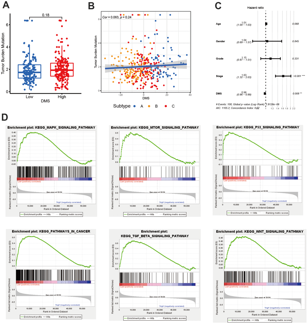 The value of DMS in predicting clinical outcomes in patients with hepatocellular carcinoma. (A) Differences in tumor burden mutation between low and high DMS groups. (B) The correlation between tumor burden mutation and DMS score. (C) Multivariate cox regression analysis for DMS in predicting patient’s survival in TCGA-LIHC cohort. (D) GSEA enrichment analysis showing the activated biological pathways in patients with low DMS. All data analyses were based on the TCGA-LIHC cohort. Cor, correlation.