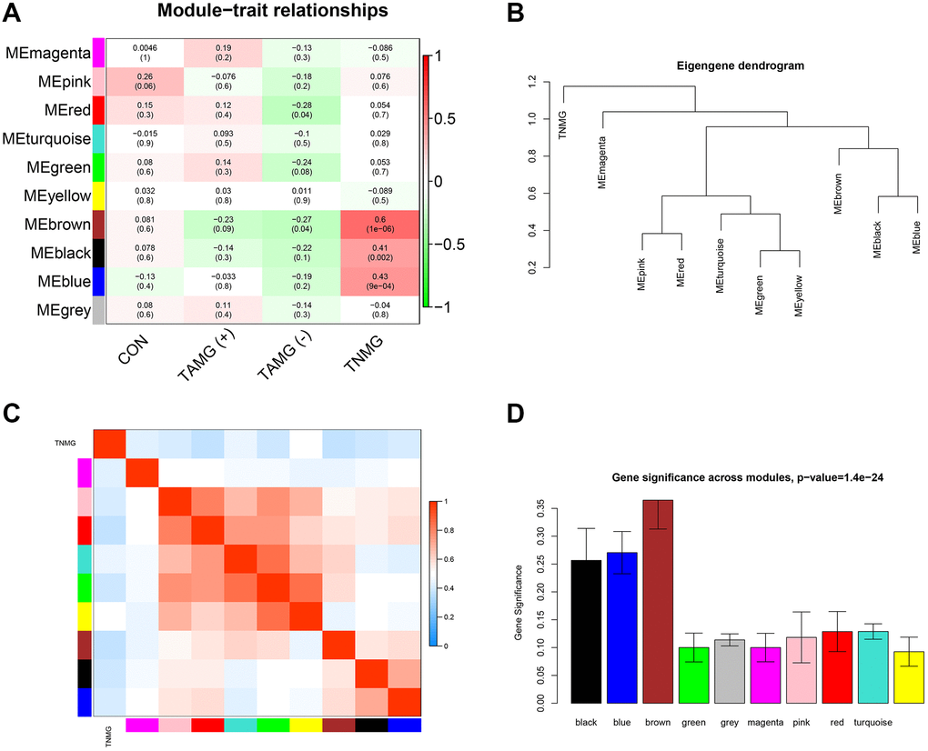 Modules strongly connected with TNMG, TAMG (+), and TAMG (−). (A) the module-trait correlation plot according to the clustering dendrogram of module eigengenes. (B) the module–module connection diagram. (C) analysis of the scale-free topology model. (D) protein co-expression modules with their module size.