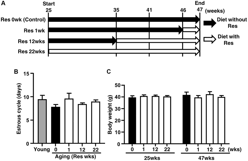 Study design and effects of resveratrol (Res) treatment on estrous cycle and body weight during mouse aging. (A) Forty ICR mice at 25 weeks (wks) of age were housed until 47 weeks of age and fed with or without Res. These mice were divided into four groups (10 mice in each group) depending on four different feeding durations: 0 (control), 1, 12 and 22 weeks. In addition, young mice served as controls in some experiments to confirm aging changes in reproduction. Mice were weighed and recorded at the start of resveratrol treatment (25 weeks of age) and at 47 weeks of age. After 47 weeks of age, ovulated oocytes were collected and then in vitro fertilization-embryo transfer was performed to determine the number of ovulated oocyte and the rates of fertilization, blastocyst formation, implantation, live pups and abortion. Some ovulated oocytes were used for the analyses of mitochondrial functions. (B) Estrous cycles during 22 weeks of treatment. Estrous cycles were evaluated using the smear of vaginal epithelial cells every 48 hours (n = 8–10 animals, n = 78 observations in each animal). (C) Body weights of each group at 25 and at 47 weeks of age at the start and end of resveratrol treatment, respectively (n = 8–10 animals). Bars represent means ± SE.