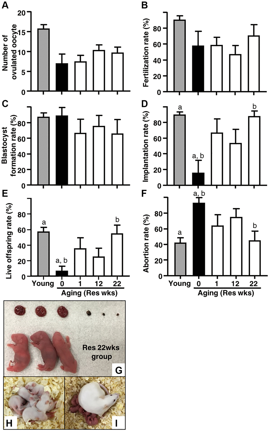 Effects of resveratrol treatment on fertility in aging mice. Ovulation was induced at proestrous stage after 47 weeks of resveratrol (Res) treatment by using hCG injection. At 15 hours after hCG administration, cumulus-oocyte complexes (COCs) were obtained from oviduct ampulla. COCs were inseminated with sperm collected from fertile male mice. At 16 hours after culture, 2-cell stage embryos were collected and allowed to develop to the blastocyst stage by additional 72 hours of culture. After embryo culture, blastocysts from each animal were transfer to independent recipient mouse. At 19 days after oocyte retrieval, Caesarian section was performed to count the number of implantation sites and live offspring. For young controls, ICR mice at 6 weeks of age were used. (A) Number of ovulated oocytes. The number of ovulated oocytes was determined by removal of cumulus cells surrounding oocytes after insemination under the stereomicroscope (n = 8 animals). (B) Fertilization rate (2-cell stage embryos/ovulated oocytes) (n = 6*–8 animals, 33–115.2-cell stage embryos per groups). *, two mice in control group and one mouse in Res 22 weeks group did not ovulate. (C) Blastocyst formation rate (blastocysts/2-cell stage embryos) (n = 4*–8 animals, 28–105 blastocysts per groups). *, oocytes retrieved from two mice in each control and Res 12 and 22 weeks group did not fertilize. (D) Implantation rate (implanted blastocysts/transferred blastocysts) (n = 4–7* animals, 7–95 implanted blastocysts per groups). *, 2-cell stage embryos derived from one mouse in each Res 1 and 22 weeks group were arrested to develop prior blastocyst stage. (E) live offspring rate (live offspring/transferred blastocysts) (n = 4–7 animals, 3–61 live offspring per groups). (F) abortion rate (1- live offspring/transferred blastocysts). (G) representative images of live offspring and placentas from Res 22 weeks group. After Caesarian section, the offspring were nursed by foster mothers to evaluate their healthiness and mated at 8 weeks of age to confirm their fertility. (H) the offspring at 10 days after Caesarian section, (I) the offspring with pups. Bars represent means ± SE. a, b p 