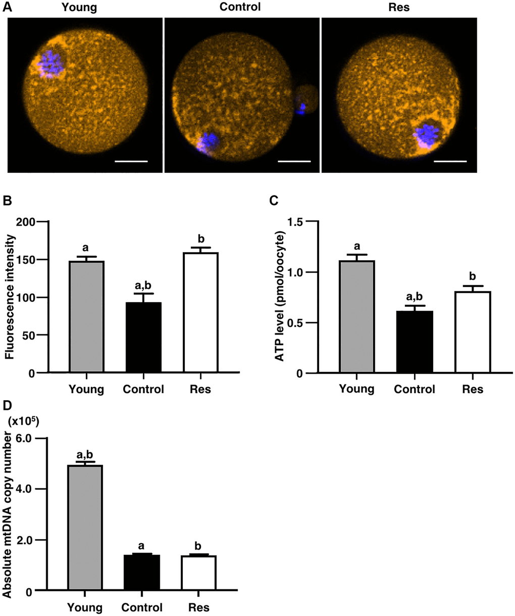 Effects of resveratrol treatment on mitochondrial functions in oocytes derived from aging mice. MII oocytes derived from aging mice without (control) or with one week of resveratrol (Res) treatment and young animals without resveratrol treatment (young) were used for different mitochondrial assays. (A and B) Mitochondrial membrane potential. (A) Representative fluorescence images showing mitochondrial membrane potential visualized by MitoTracker™ dye (orange). Oocyte nuclei were counterstained with Hoechst 33342 (blue). Scale bars, 20 μm. (B) The fluorescence intensities of mitochondrial membrane potential. The intensity of mitochondrial fluorescence in ooplasm of MII oocyte was measured by excluding that in the first polar body (control: n = 25, Res: n = 15 and young: n = 26 oocytes). (C) The ATP levels in MII oocytes. The ATP level per MII oocyte was measured using the ATP-Glo™ Bioluminometric Cell Viability Assay Kit (control: n = 24, Res: n = 16 and young: n = 17 oocytes). (D) The mitochondrial DNA (mtDNA) copy numbers of MII oocytes (10 oocytes from each group). The copy number was measured by absolute real-time RT-PCR. (control: n = 11, Res: n = 13 and young: n = 18 groups). Bars represent means ± SE. A, Bp 