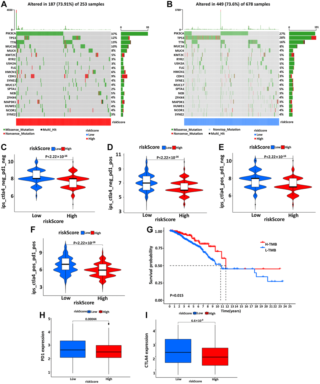 The waterfall diagram of tumor somatic mutation in patients with high- (A) and low- (B) risk groups. (C–F) The association between IPS and the risk model, the IPS, IPS-PD1, IPS-CTLA4, and IPS-PD1/CTLA4 scores were significantly increased in the low-risk group. Kaplan-Meier curve was used to analyze the survival of the high and low TMB load (G). The results showed that the survival of the two cohorts with high and low TMB load was significantly different. (H, I) Wilcoxon test was used to analyze the difference of PD1 and CTLA4 expression between high- and low-risk groups.