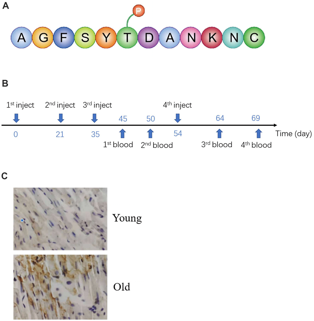 Preparation and validation of specific antibodies. (A) Antigenic peptide sequences. (B) Time of antigen injection and blood collection. (C) Validation antibody by IHC.