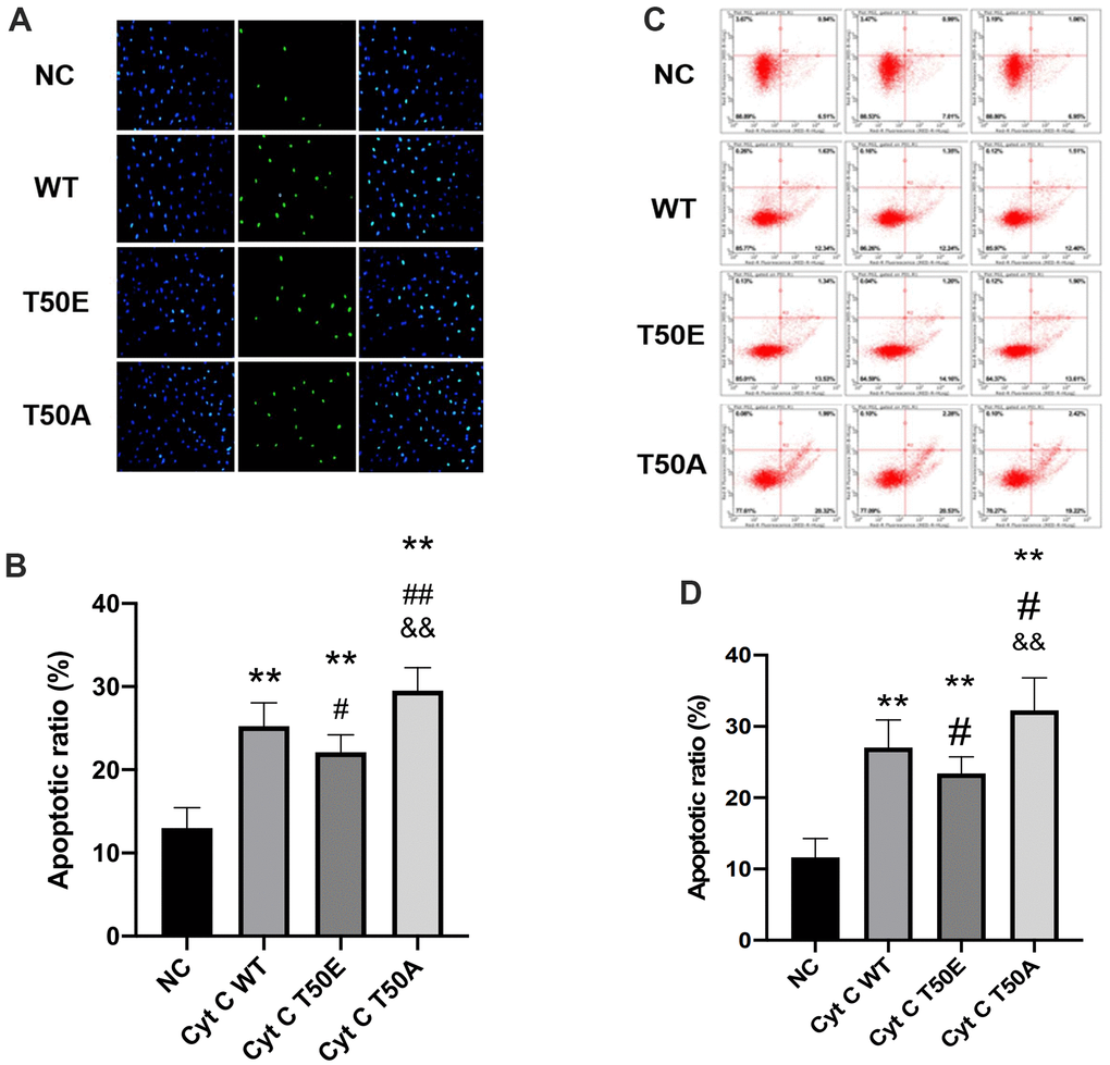 Cytc T50 phosphorylation suppresses H/R induced apoptosis. (A) Representative photomicrographs of in situ detection of cardiomyocytes DNA fragments from AC16 cells subjected to H/R. Cardiomyocytes were stained with DAPI (blue) and TUNEL (green). (B) TUNEL-positive nuclei were summarized in a graph and expressed as a percentage of all cardiomyocytes subjected to H/R. (C) Apoptosis in AC 16 cells were analyzed by flow cytometry. (D) Quantitation of apoptosis data in flow cytometry. n=3 in each group. Data expressed as mean±SD. ** P P P P 