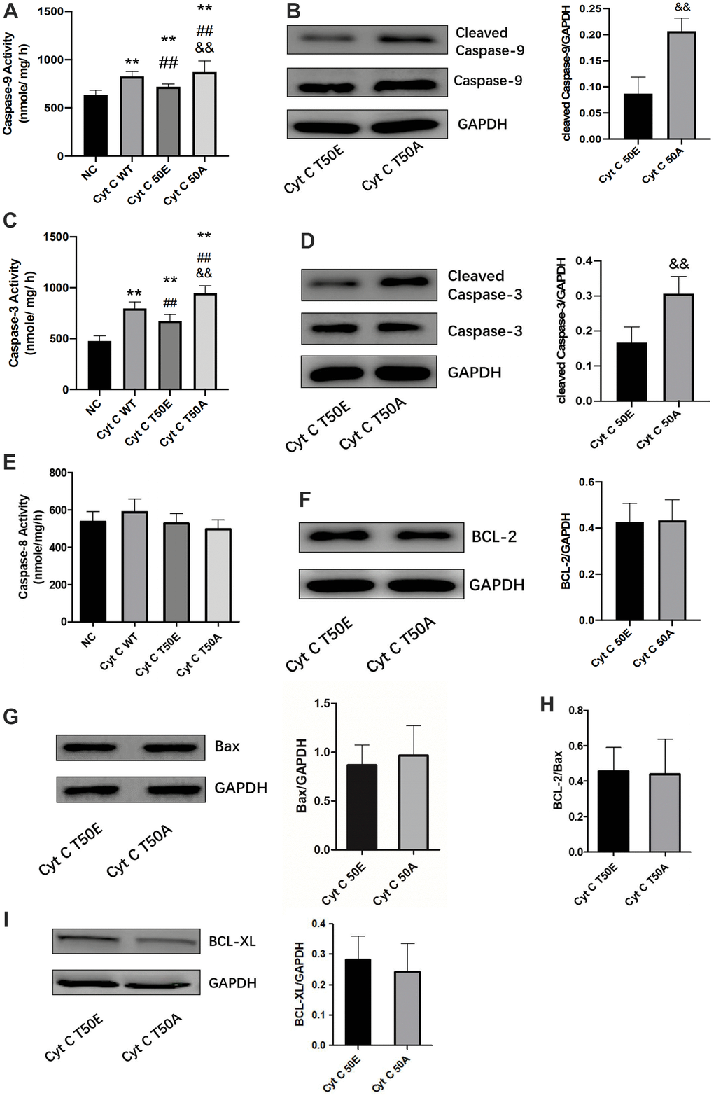 Effects of Cytc T-50 phosphorylation on caspase and Bcl-2 family activity. ELISA determination of caspase-9 (A), caspase-3 (C) and caspase-8 activity (E) in cardiomyocytes transfected with lentivirus. Representative Western blot and quantitative levels showing the expression of cleaved caspase-9 (B), cleaved caspase-3 (D), BCL-2 (F), Bax (G), BCL-2/Bax (H) and BCL-XL (I). n=3 in each group. ** P P P 