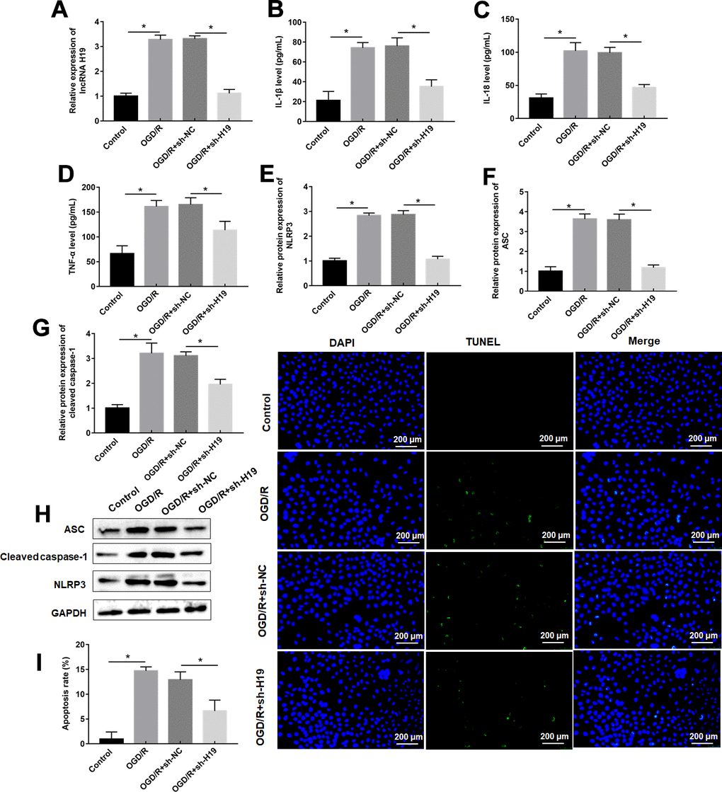 Knockdown of H19 suppresses OGD/R-induced pyroptosis. PC12 cells were transfected with sh-H19 or sh-NC and then subjected to OGD/R. (A) Relative levels of H19 in transfected PC12 cells following OGD/R exposure. (B–D) The levels of IL-1β, IL-18, TNF-α were determined in transfected PC12 cells following OGD/R exposure by ELISA. (E–H) The protein levels of NLRP3, ASC, and Cleaved-caspase-1 were determined in transfected PC12 cells by Western blotting. (I) Cell apoptosis rate was identified by TUNEL assay. The results were presented as the mean ± SD. N = 3; *P