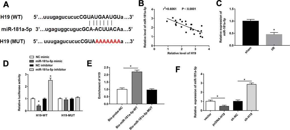 H19 acted as miR-181a-5p sponge to suppress its expression. (A) The sequences H19 containing the miR-181a-5p binding sites or mutant binding sites were showed. (B) The expression of miR-181a-5p was detected by RT-qPCR. (C) The correlations of the H19 and miR-181a-5p expression levels in the mouse spinal cord tissues following I/R were analyzed by Pearson correlation analysis. (D, E) luciferase reporter gene assay and RNA pull-down were used to detect the interaction between miR-181a-5p and H19 in PC12 cells. (F) The expression of miR-181a-5p was detected by RT-qPCR. The results were presented as the mean ± SD. N = 3; *P 