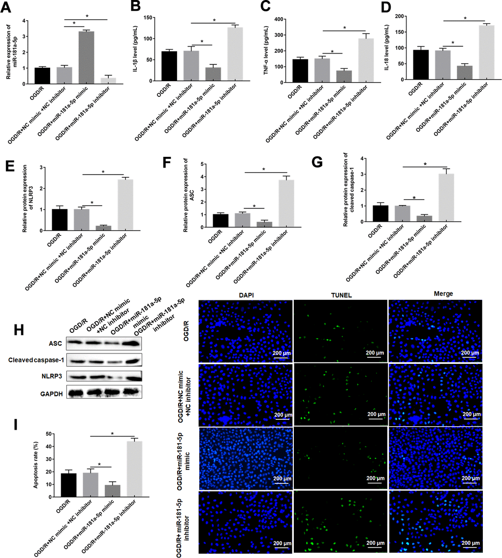 MiR-181a-5p attenuates pyroptosis caused by OGD/R. PC12 cells were transfected with miR-181a-5p mimic or miR-181a-5p inhibitor or their negative control and then subjected to OGD/R. (A) Relative levels of miR-181a-5p in transfected PC12 cells following OGD/R exposure. (B–D) The levels of IL-1β, IL-18, TNF-α were determined in transfected PC12 cells following H/R exposure by ELISA. (E–H) The protein levels of NLRP3, ASC, and caspase-1 were determined in transfected PC12 cells by Western blotting. (I) Cell apoptosis rate was identified by TUNEL assay. The results were presented as the mean ± SD. N = 3; *P
