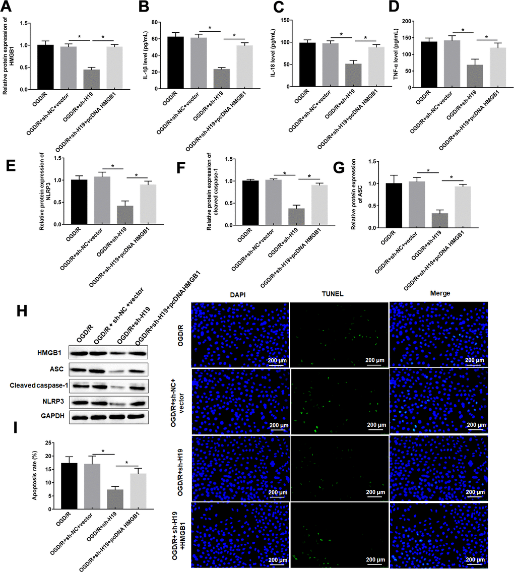 LncRNA H19 knockdown inhibited OGD/R-induced pyroptosis by downregulating HMGB1. PC12 cells were transfected with sh-H19 alone or together with pcDNA-HMGB1 and then subjected to OGD/R. (A) Relative levels of HMGB1 in transfected PC12 cells following OGD/R exposure. (B–D) The levels of IL-1β, IL-18, TNF-α were determined in transfected PC12 cells following H/R exposure by ELISA. (E–H) The protein levels of NLRP3, ASC, and caspase-1 were determined in transfected PC12 cells by Western blotting. (I) Cell apoptosis rate was identified by TUNEL assay. The results were presented as the mean ± SD. N = 3; *P