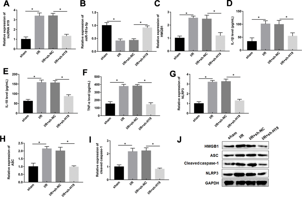 Downregulation of H19 decreased inflammation response by upregulation of miR-181-5p in SCI/R mice. (A–C) The expression levels of H19, miR-181a-5p, and HMGB1 in the spinal cord tissues of mice following SCI/R were determined by RT-qPCR and western blot analysis. (D–F) The levels of IL-1β, IL-18, TNF-α in serum of mice were determined by ELISA assay. (G–J) The protein levels of NLRP3, ASC, and caspase-1 were determined by Western blotting. The results were presented as the mean ± SD. N = 10; *P