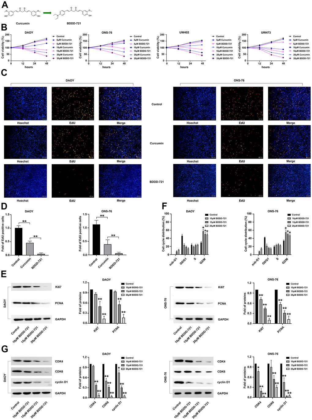 Effects of BDDD-721 and curcumin on medulloblastoma cells. (A) Chemical structures of BDDD-721. (B) Effects of BDDD-721 and curcumin on DAOY, UW402, UW473 and ONS-76 cells were analyzed by MTT assay in vitro. (C) Effects of BDDD-721 and curcumin on cell viability were evaluated by EdU assay. (D) Column chart represents the percentage of EdU positive cells analyzed by SPSS statistical software. (E) The proliferation antigen Ki67 and PCNA were detected by western blot. (F) Cell cycle was analyzed by flow cytometry following propidium iodide staining for DNA content after BDDD-721 treatment for 24h. (G) Cell cycle associated proteins of Cyclin D1, CDK4, and CDK6 were examined by western blot. Compared with Control, *p p 