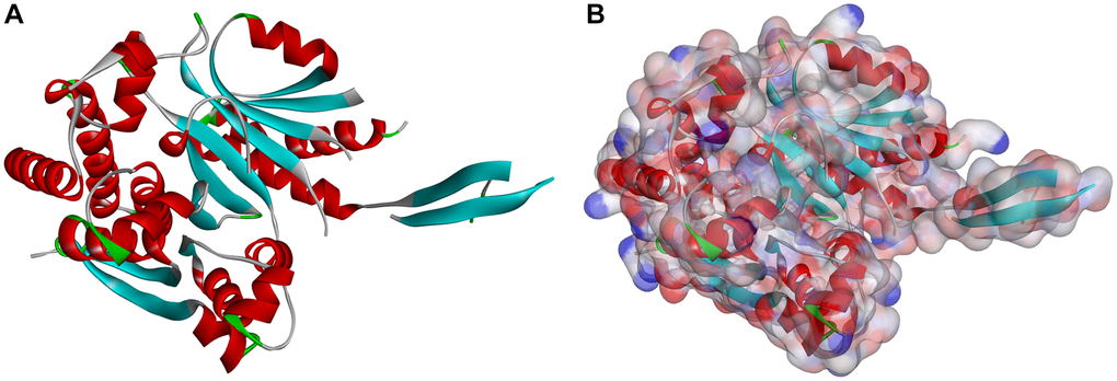 Molecular structure of IDH1