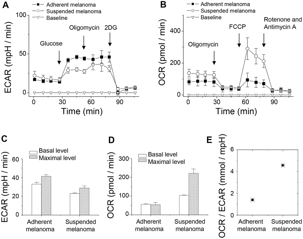 Detachment stress decreased glycolytic capacity but increased respiratory capacity of melanoma A375 cells investigated by Seahorse XF24 analyzer. (A) ECAR analysis showed higher rate of glycolysis in adherent melanoma cells. (B) OCR analysis showed higher oxygen consumption in suspended melanoma cells. (C) Decreased glycolytic capacity was observed in suspended melanoma cells, but ~80% glycolytic capacities were used in both adherent and suspended melanoma cells. (D) Increased respiratory capacity was seen in suspended melanoma cells. Adherent melanoma cells used full capacity in oxygen consumption, while suspended melanoma cells used only 46.7% of capacity. (E) Metabolism in suspended melanoma cells was highly dependent on mitochondrial respiration. Data were mean ±S.D. (n=3).