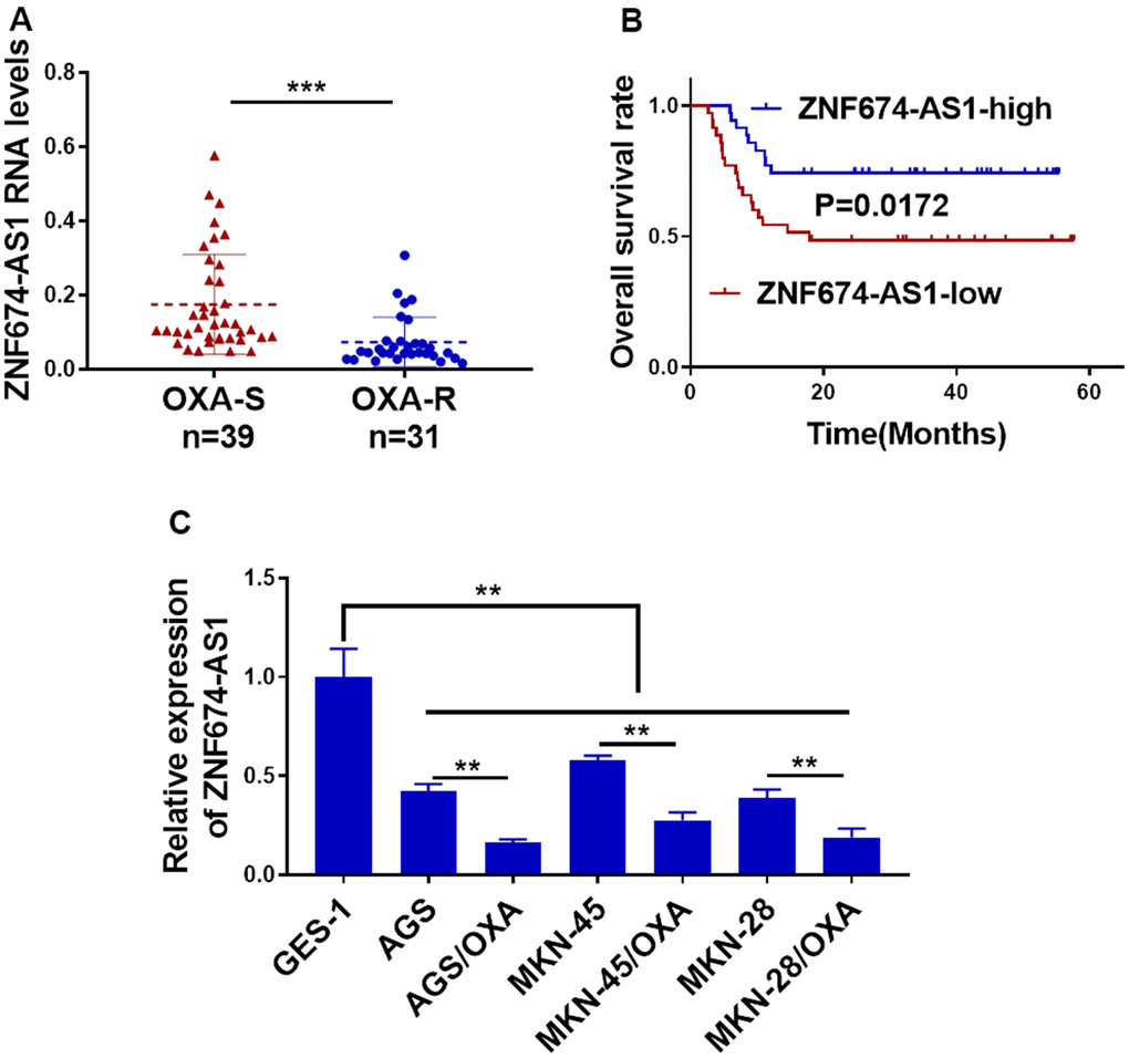 Reduced ZNF674-AS1 correlated to oxaliplatin resistance and poor outcome in gastric cancer. (A) RNA level of ZNF674-AS1 in 31 oxaliplatin-resistant GC tissues and 39 oxaliplatin-sensitive GC tissues was examined by qRT-PCR. (B) Overall survival of GC patients with lower or higher level of ZNF674-AS1was determined by Kaplan-Meier’s analysis. (C) ZNF674-AS1 expression in six GC cell lines (oxaliplatin-resistant cells or parental AGS, MKN-45, and MKN-28) and normal human gastric epithelial cell lines (GES) was determined by qRT-PCR. Student’s t-test for (A, C).