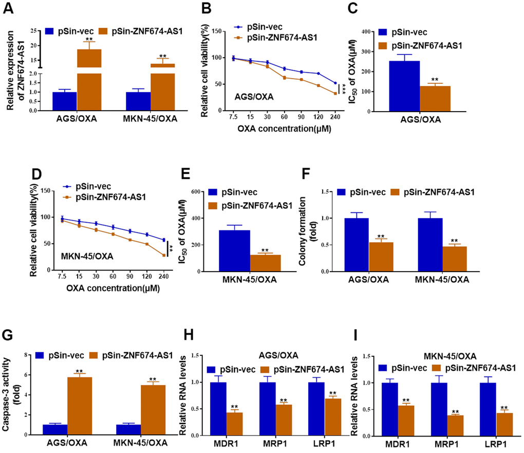 Forced expression of ZNF674-AS1 inhibited oxaliplatin resistance of gastric cancer cells. AGS/OXA and MKN-45/OXA cells were stably transfected with ZNF674-AS1 overexpression plasmid (pSin-ZNF674-AS1) or empty vector (pSin-vec) (A) The overexpression efficiency of ZNF674-AS1 was validated by qRT-PCR. (B–E) Cell viabilities were examined by CCK-8 assay and the IC50 value to oxaliplatin was calculated. (F) Clone formation of ZNF674-AS1-overexpressing or negative control AGS/OXA and MKN-45/OXA cells with the treatment of 15μM oxaliplatin. (G) Cell apoptosis was determined by caspase-3 activity assay, with the treatment of 15μM oxaliplatin. (H, I) mRNA levels of MDR1, MRP1 and LRP1 were evaluated by qRT-PCR. Two-way ANOVA for (B, D) Student’s t-test for others.