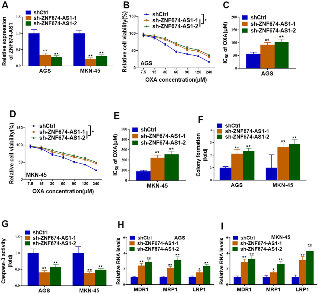 Depletion of ZNF674-AS1 enhanced oxaliplatin resistance of gastric cancer cells. AGS and MKN-45 cells were stably transfected with specific shRNAs against ZNF674-AS1 (sh-ZNF674-AS1-1 and sh-ZNF674-AS1-2) or empty plasmid (shCtrl) (A) Knockdown efficiency of ZNF674-AS1 was validated by qRT-PCR. (B–E) Cell viabilities were examined by CCK-8 assay and the IC50 value to oxaliplatin was calculated. (F) Clone formation of ZNF674-AS1-silenced or negative control AGS and MKN-45 cells, with the treatment of 5μM oxaliplatin. (G) Cell apoptosis was determined by caspase-3 activity assay, with the treatment of 5μM oxaliplatin. (H, I) mRNA levels of MDR1, MRP1 and LRP1 were evaluated by qRT-PCR. Two-way ANOVA for (B, D) Student’s t-test for others.