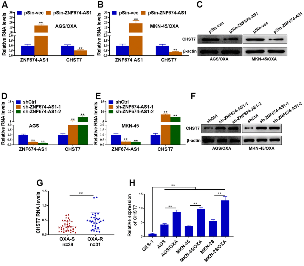 ZNF674-AS1 exhibited suppressive effects on CHST7 expression. (A, B) The RNA levels of ZNF674-AS1 and CHST7 in AGS and MKN-45 cells stably transfected specific shRNAs against ZNF674-AS1 (sh-ZNF674-AS1-1 and sh-ZNF674-AS1-2) or empty plasmid (shCtrl) were examined by qRT-PCR (C) Protein level of CHST7 in ZNF674-AS1-overexpressing or negative control AGS/OXA and MKN-45/OXA cells was determined by western blot. (D, E) The RNA levels of ZNF674-AS1 and CHST7 in AGS/OXA and MKN-45/OXA cells stably transfected ZNF674-AS1 overexpression plasmid (pSin-ZNF674-AS1) or empty vector (pSin-vec) were examined by qRT-PCR (F) Protein level of CHST7 in ZNF674-AS1-silenced or negative control AGS and MKN-45 cells was examined by western blot. (G) RNA level of CHST7 in oxaliplatin-resistant tumor tissues and oxaliplatin-sensitive tumor tissues. (H) qRT-PCR showed CHST7 expression in six GC cell lines (oxaliplatin-resistant cells or parental MKN-45, AGS and MKN-28) and normal human gastric epithelial cell lines. Student’s t-test.