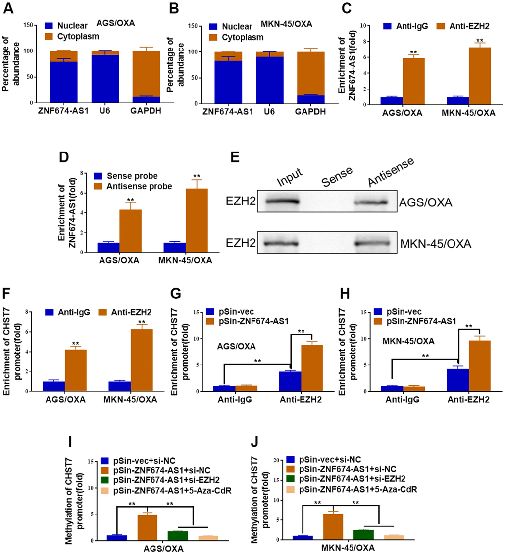 ZNF674-AS1 promoted methylation of CHST7 by recruiting EZH2. (A, B) qRT-PCR determined the distribution of ZNF674-AS1 in AGS/OXA and MKN-45/OXA cells. (C) The relative enrichment of ZNF674-AS1 immunoprecipitated by anti-EZH2 or anti-IgG in AGS/OXA and MKN-45/OXA cells was determined by RIP assay. (D, E) Biotin pull-down assay was performed to verify interaction between ZNF674-AS1 and EZH2, followed by qRT-PCR analysis to evaluate ZNF674-AS1 levels (D) and western blot analysis to examine EZH2 enrichment (E). (F) The relative enrichment of CHST7 promoter immunoprecipitated by anti-EZH2 or anti-IgG in AGS/OXA and MKN-45/OXA cells was assessed by ChIP-PCR assay. (G, H) The relative enrichment of CHST7 promoter immunoprecipitated by anti-EZH2 or anti-IgG in ZNF674-AS1-overexpressing or negative control AGS/OXA and MKN-45/OXA cells was evaluated by ChIP-PCR assay. (I, J) BSP analysis of the methylation levels of CHST7 promoter in AGS/OXA and MKN-45/OXA cells treated with pSin-vec+siNC, pSin-ZNF674-AS1+siNC, pSin-ZNF674-AS1+siEZH2 or pSin-ZNF674-AS1+ 5-Aza-CdR. Student’s t-test.