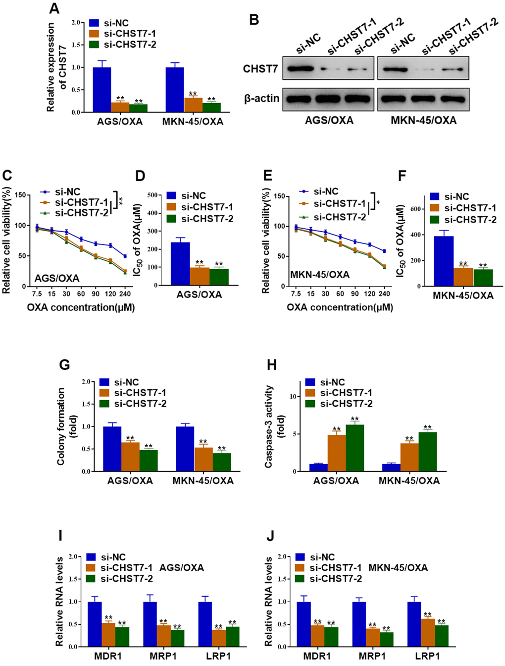 Silence of CHST7 resensitized OVA-resistant gastric cancer cells to oxaliplatin. (A, B) The knockdown efficiency of CHST7 in AGS/OXA and MKN-45/OXA cells transfected with CHST7 siRNAs (si-CHST7-1 and si-CHST7-2) or si-NC was validated by qRT-PCR and western blot. (C–F) Cell viability and the IC50 of oxaliplatin in AGS/OXA and MKN-45/OXA cells transfected with CHST7 siRNAs or si-NC were determined by CCK-8 assay. (G) Colony formation assay showed knockdown of CHST7 decreased cell survival of AGS/OXA and MKN-45/OXA cells exposed to 15μM oxaliplatin. (H) Caspase-3 activity assay indicated that knockdown of CHST7 increased apoptosis of AGS/OXA and MKN-45/OXA cells exposed to 15μM oxaliplatin. (I, J) qRT-PCR indicated that silence of CHST7 decreased expression levels of drug-resistant genes (MDR1, MRP1, LRP1) in AGS/OXA and MKN-45/OXA cells. Two-way ANOVA for (C, E) Student’s t-test for others.
