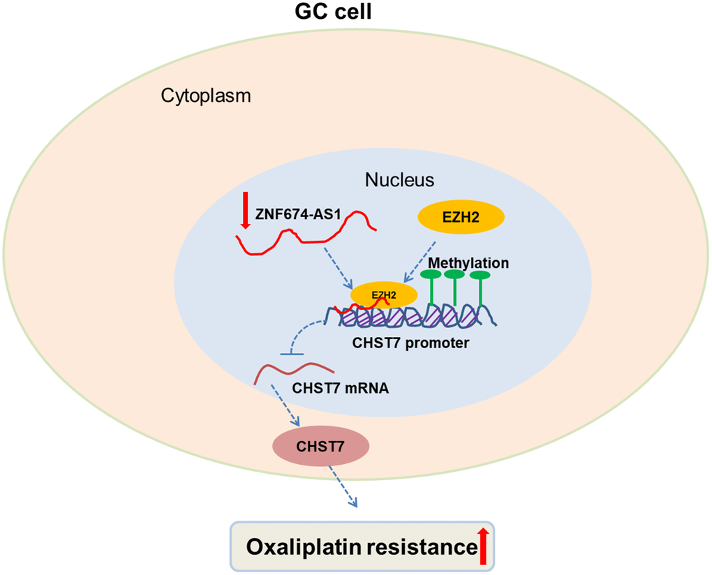 Proposed model for the tumor suppressive role of ZNF674-AS1 in oxaliplatin resistance of GC. ZNF674-AS1 epigenetically silences CHST7 expression via binding to EZH2, which inhibits oxaliplatin resistance of GC.