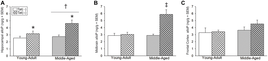 Central steroid allopregnanolone (ng/g) among young adult and middle-aged HIV-1 Tat-transgenic male mice [Tat(+)] or their non-Tat-expressing age-matched counterparts [Tat(−)]. (A) Hippocampal, (B) midbrain, and (C) frontal cortex allopregnanolone (alloP). *main effect for Tat(−) mice to differ from Tat(−) controls. †main effect for middle-aged mice to differ from young adults. ‡indicated group differs from all other groups, (two-way ANOVA, p 