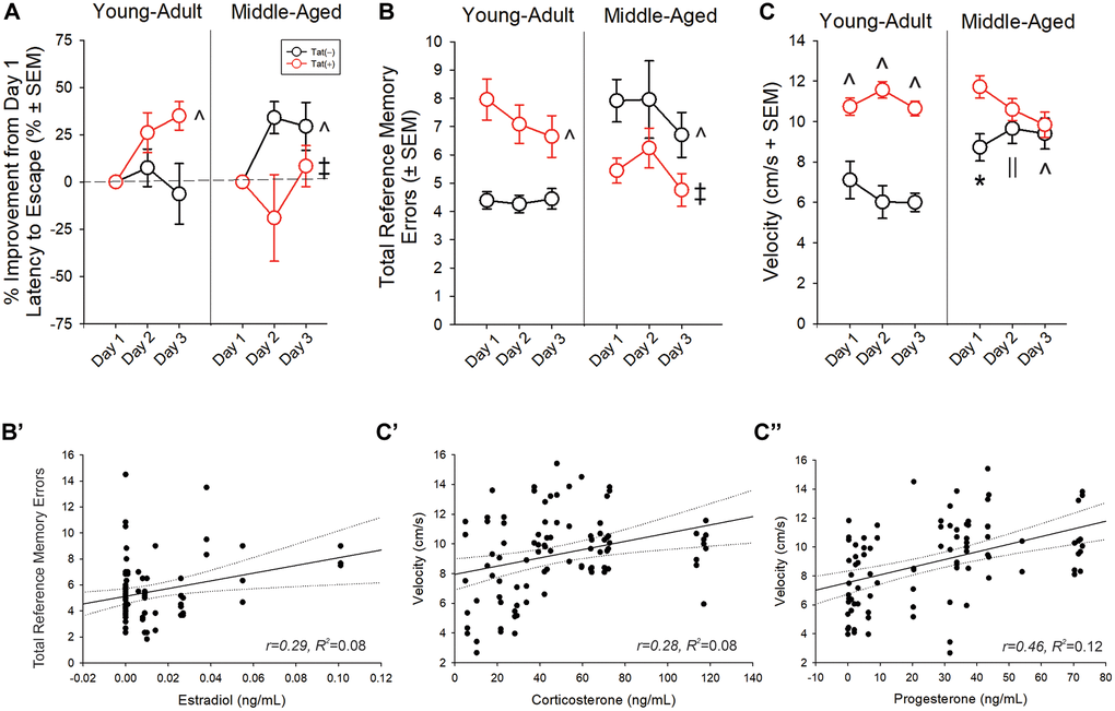 (A, B) Spatial memory performance and (C) swim speed in a radial arm water maze and (B’, C’’) simple linear regressions for circulating and central steroid hormones among young adult and middle-aged HIV-1 Tat-transgenic male mice [Tat(+)] or their non-Tat-expressing age-matched counterparts [Tat(−)]. (A) Proportion of mice that exhibited improvement from day one performance (latency to escape). (B) Total frequency of errors. (C) Swim speed (cm/s). Simple linear regressions between (B’) circulating estradiol and frequency of errors, (C’) circulating corticosterone and swim speed, and (C’’) progesterone and swim speed. *main effect for Tat(+) mice to differ from Tat(−) mice. ^interaction effect wherein indicated group differs from young adult Tat(−) controls. ||indicates middle-aged differs from young-adult groups. ‡indicated middle-aged Tat(+) groups differs from middle-aged Tat(−) and young adult Tat(+) mice. Regression lines (solid) are depicted with 95% confidence intervals (dotted), (repeated measure ANOVA, p 
