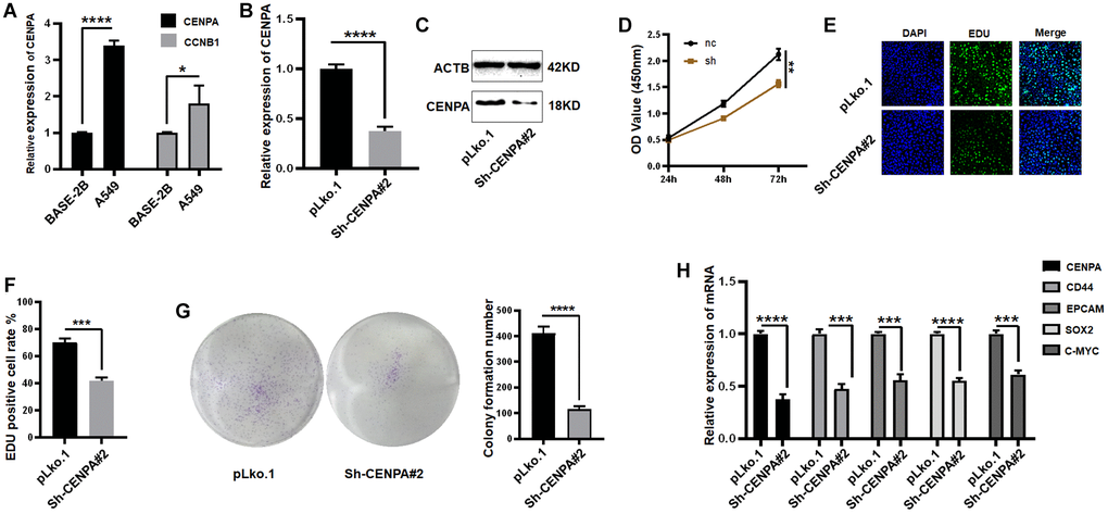 Identification of a risk prognostic gene regulating tumor stemness in lung adenocarcinoma cells in vitro. (A) Application of QPCR to compare CENPA and CCNB1 mRNA expression in tumor cells and normal epithelial cells. (B and C) QPCR and western blot to validate the effect of sh-RNA knockdown. (D–G) The effect of knocking down CENPA on cell proliferation ability was examined by CCK-8, EDU and clone formation respectively. (H) QPCR detection of tumor stem cell biomarkers. (*P **P ***P ****P 