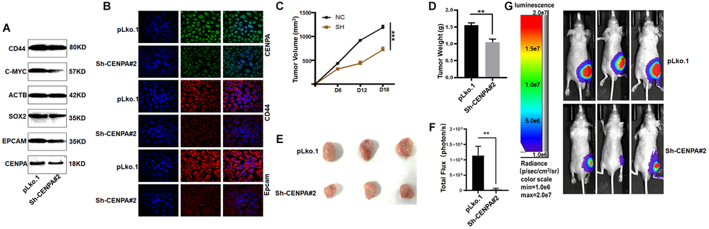 Validating the effect of CENPA on tumors in vivo. (A and B) Validation of protein expression levels of cancer stem cell biomarkers by western blot and immunofluorescence. (C) Tumor volume curve of control group and knockdown group. (D) Tumor weights in control and knockdown groups. (E) Image of xenograft tumors in different groups of mice. (F and G) Animal imaging technology to detect differences between control and knockdown groups. (*P **P ***P ****P 