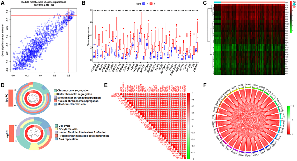 Identification the key genes and expression, functional enrichment and correlation analysis of these genes. (A) Scatter plot of maximum positive correlation with cancer stemness index (mRNAsi). (B and C) Box plot of the difference in expression of key genes between tumor and normal tissue. (D) Functional enrichment analysis of key genes. (E and F) Analysis of the correlation of key genes at the transcriptional level, red represents for positive correlation and green represents for negative correlation.