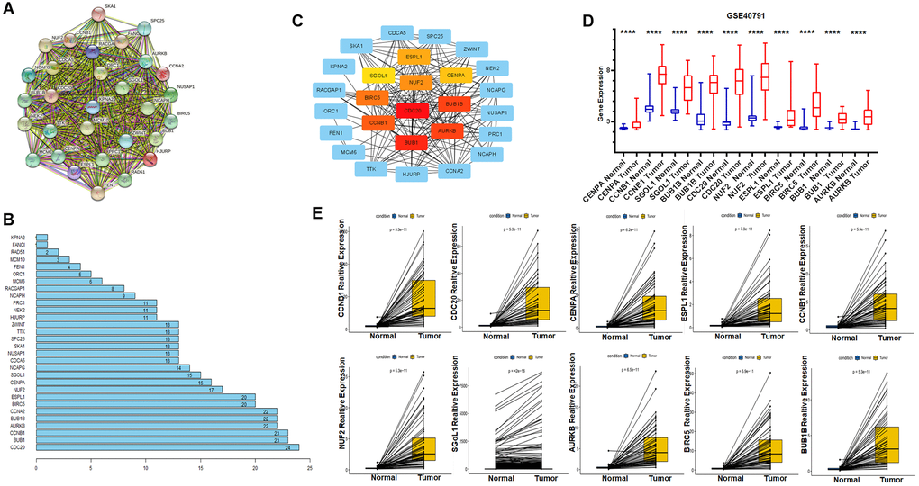 Identification of hub genes using Protein-Protein Interaction Network and Cytoscape; GEO dataset validates expression of key genes. (A) Protein- Protein Interaction Network of Key Genes. (B) Number of edges per key gene. (C) The CytoHubba plug-in identifies hub genes and marks them with different colours, red for high correlation, orange for moderate correlation and yellow for low correlation. (D) External validation of the GSE40791 dataset for differential expression of hub genes in tumor and normal tissues. (E) Paired expression analysis of hub genes from TCGA.