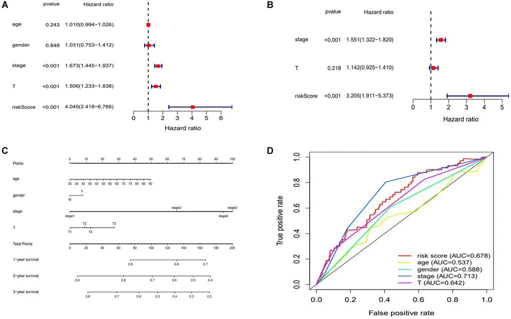 Evaluation of risk model. (A and B) Univariate and multivariate Cox analysis of risk scores and clinical characteristics. (C) A nomogram with clinical characteristics predicts 1,2,3 years OS of lung adenocarcinoma patients. (D) ROC curves for clinical characteristic. Abbreviations: AUC: area under the curve; ROC: receiver operating characteristic curve.