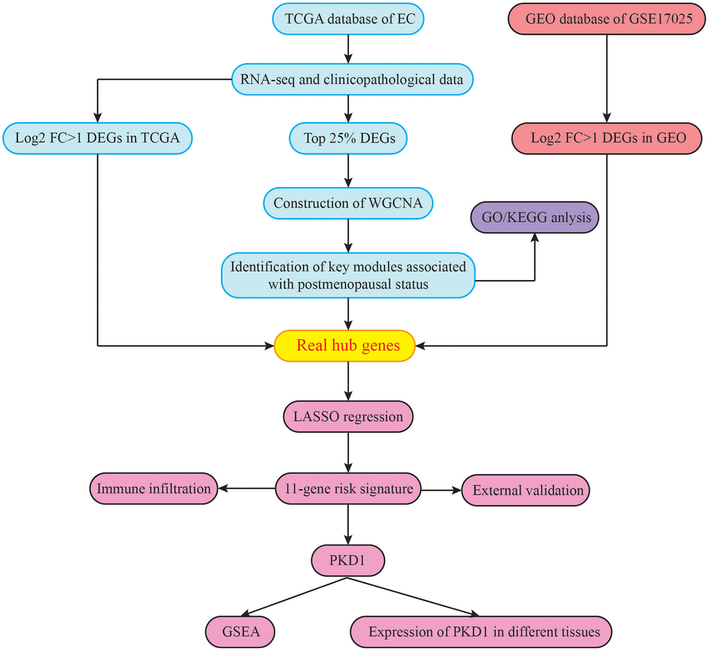 The flowchart of the study design.