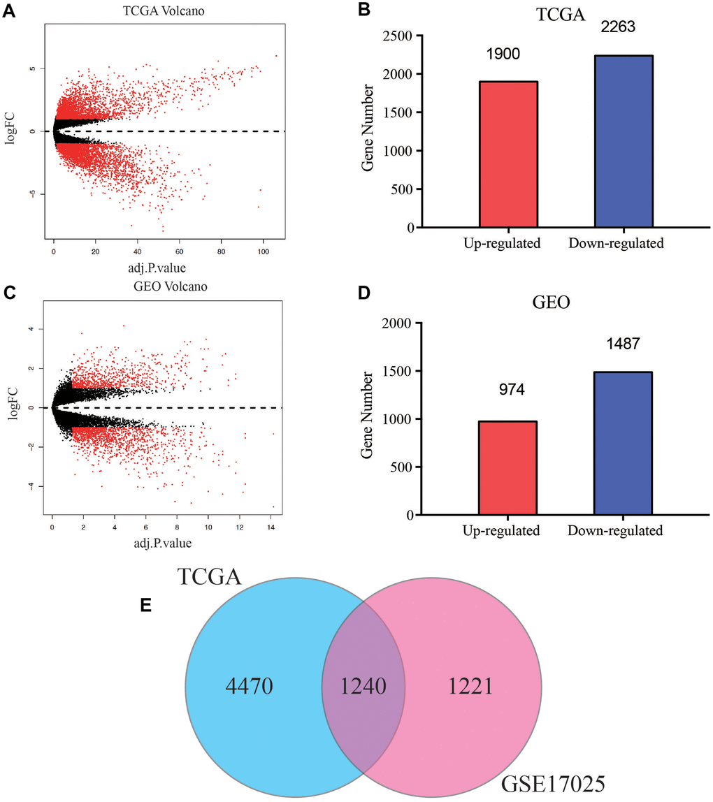 Screening of common differentially expressed genes (DEGs) of TCGA and GEO databases. (A) Volcano plot of DEGs between EC and normal endometrial samples in TCGA database. (B) Bar plot for DEGs of dysregulated genes in TCGA database. Red bar, up-regulated mRNA, blue bar, down-regulated mRNA. (C) Volcano plot of DEGs between EC and normal endometrial samples in GSE17025. (D) Bar plot for DEGs of dysregulated genes in GSE17025. (E) Venn diagram of DEGs between TCGA and GEO databases, the blue circle represents for total number of DEGs in TCGA, and the pink circle represents for total number of DEGs in GSE17025, the overlapped part is used for further analysis.