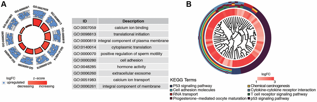 Functional analysis of common DEGs from TCGA and GSE17025 datasets. (A) GO analysis showing the differentially expressed postmenopausal related genes. (B) The significantly enriched pathways of the DEGs determined by KEGG analysis. Abbreviations: GO: gene ontology; KEGG: Kyoto Encyclopedia of Genes and Genomes.