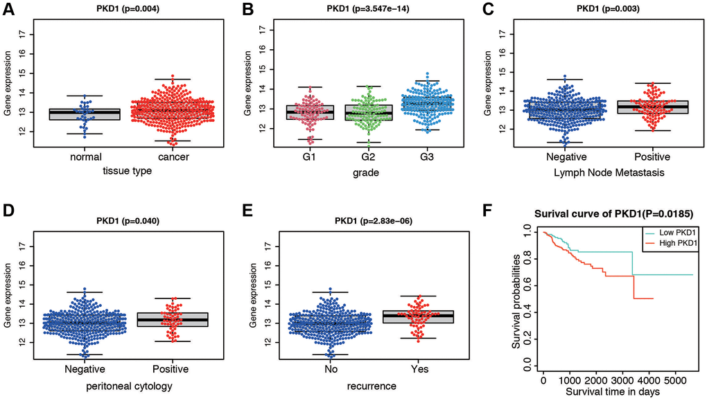 Expression and survival validation of PKD1 in TCGA database. Expression of PKD1 in different clinicopathological features. (A) Normal and cancer tissues. (B) Different grade. (C) Positive and negative lymph node metastasis. (D) Positive and negative peritoneal cytology. (E) Different recurrence status. (F) Kaplan-Meier survival plot of low and high expression of PKD1 according to the median value.