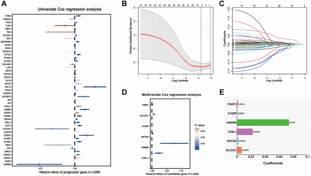 Prognostic signature for LUAD patients based on differentially expressed MAGs. (A) Univariate Cox regression analysis showed that theses MAGs significantly correlated with clinical prognosis, (B) Partial likelihood deviance for the Lasso regression, (C) Lasso regression analysis, (D) Multivariate Cox regression analysis revealed six independent prognostic MAGs, (E) Coefficients of these genes.