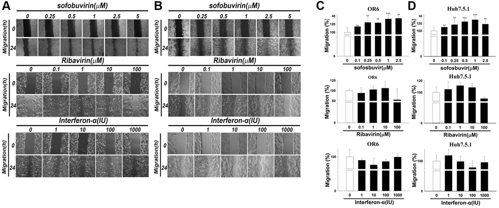 Cell migration assay in sofosbuvir treated hepatoma cells using Interferon-α and ribavirin as controls. Cell migration assay was performed in OR-6 cells (A) and Huh 7.5.1 cells (B) treated with different doses of SOF (0.1 to 2.5 μM), interferon-α (1 to 1000 IU) and ribavirin (0.1 to 100 μM) for 24 hrs in the left panel. The quantitative results for migratory distance of (C) OR-6 cells or (D) Huh 7.5.1 were calculated with ImageJ software and expressed as the mean ± SEM from three independent experiments. (*p **p ***p 