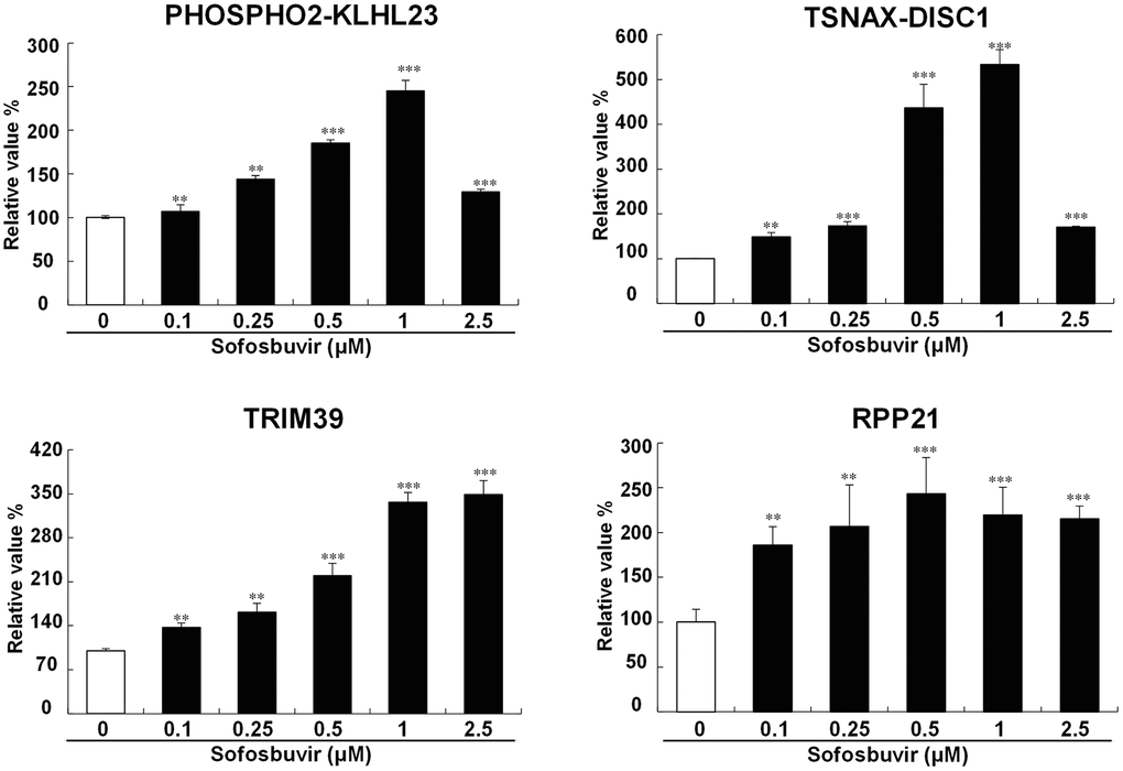 Validation of candiate genes up-regulated by SOF. To avalidate the SOF-upregulated genes identified from NGS, the OR-6 cells were treated with SOF (0.1 to 2.5 μM) for 24 hrs. The cells were harvested to determine gene expression with Q-PCR validation of PHOSPHO2-KLHL23, TSNAX-DISC1, TRIM39, RPP21 in OR-6 cells were performed using GAPDH as a normalized control. The experiments were performed from three independent experiments. (*p **p ***p 