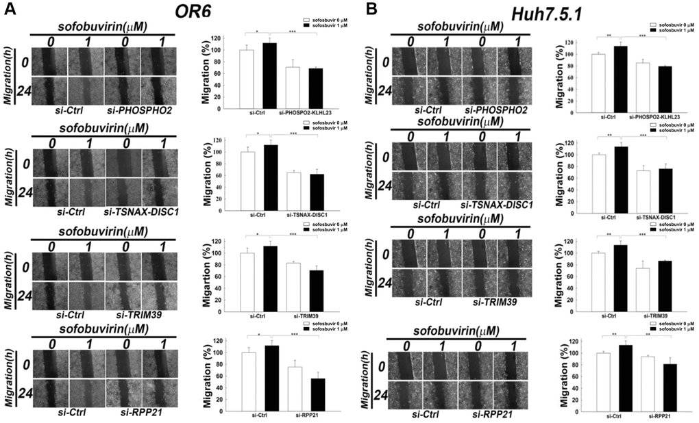 Effects of siRNA against candidate genes on cell migration in SOF treated OR-6 and Huh 7.5.1 cells. OR-6 (A) and Huh 7.5.1 cells (B) were transfected with non-targeting siRNA (si-Ctrl) or siRNA against PHOSPHO2-KLHL23, TSNAX-DISC1, TRIM39 and RPP21 for 48 hrs. The cells were seeded on well chamber and treated with SOF 1 μM for 24 hrs to determine the effects of the genes in migration activity. The same control (siCtrl) is shown to compare differential migratory effects of each gene silencing in cells with or without SOF treatment. The migratory distance of the cells was quantified with ImageJ software and expressed as the mean ± SD from three independent experiments. (*p **p ***p 