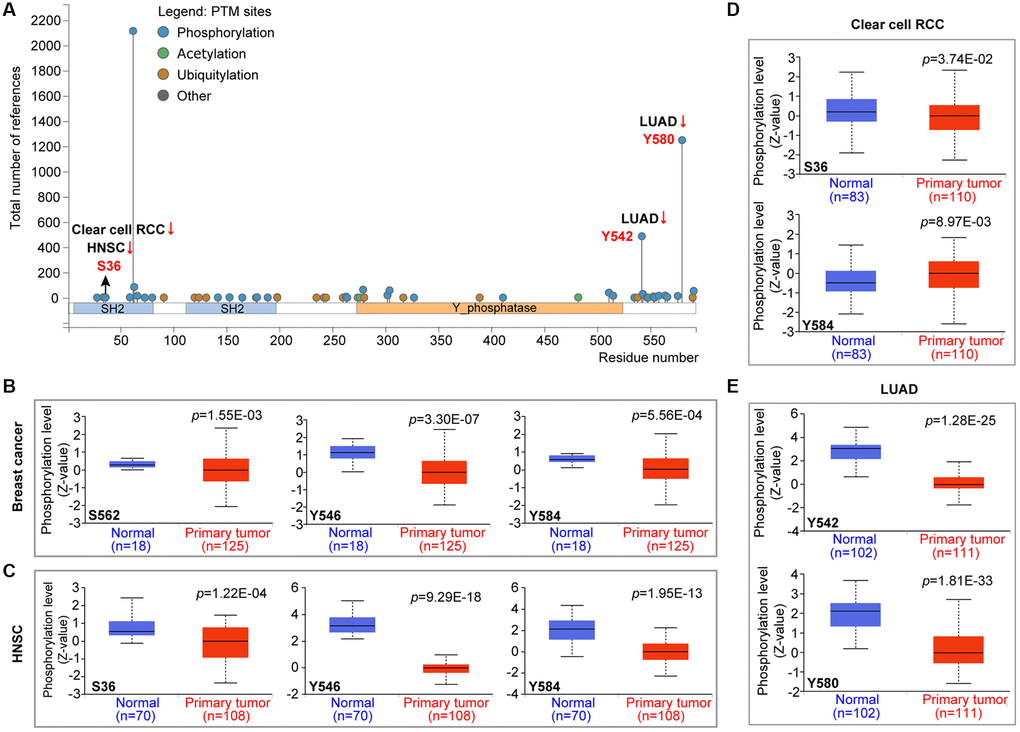 Phosphorylation analysis of PTPN11 protein in various cancers according to the CPTAC database. It was retrieved from the UALCAN in order to compare the phosphorylation levels of PTPN11 (NP 002825.3, S36, S562, Y546, Y584, Y542, and Y580) in several malignant tissues to that of normal tissues. (A) The phosphorylation sites of the PTPN11 protein are depicted in the diagram. The box plots are shown for several malignancies, such as (B) breast cancer, (C) HNSC, (D) clear cell RCC, and (E) LUAD.