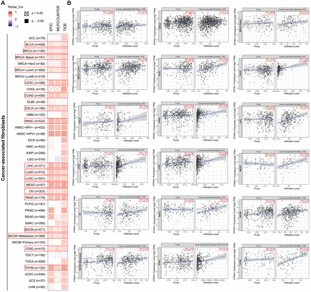 Analysis of the relationship between PTPN11 expression and immune infiltration of cancer-associated fibroblasts. (A) Using the EPIC, MCPCOUNTEER, and TIDE algorithms, the connection between PTPN11 expression and the amount of cancer-associated fibroblast infiltration was assessed. (B) The correlation between PTPN11 expression and cancer-associated fibroblast infiltration in BLCA, BRCA, CESC, COAD, ESCA, HNSC, LIHC, LUAD, LUSC, MESO, OV, PAAD, SKCM, STAD, and THYM.