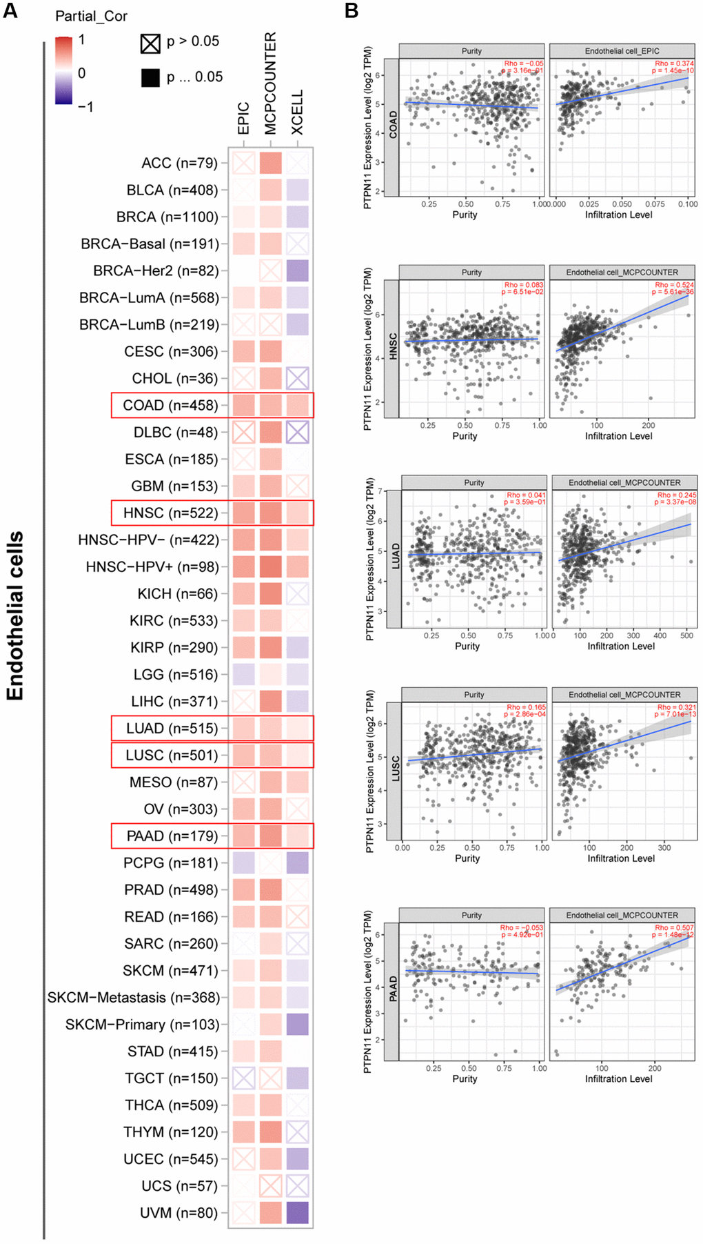 Investigation of the association between PTPN11 expression and immune infiltration of endothelial cells. (A) Using the EPIC, MCPCOUNTEER, and XCELL algorithms, a link was found between PTPN11 expression and the amount of endothelial cell infiltration. (B) The relationship between PTPN11 expression and endothelial cell infiltration levels in COAD, HNSC, LUAD, LUSC, and PAAD.