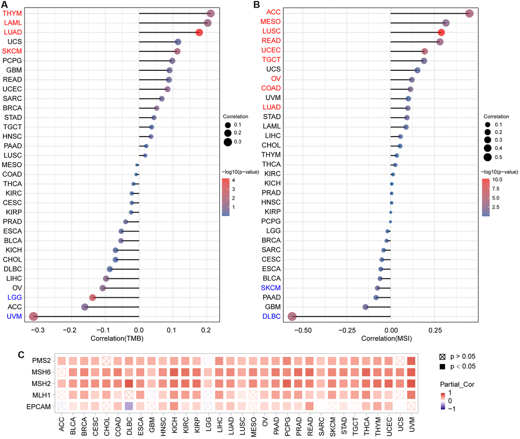 Analysis of the relationship between PTPN11 expression and TMB, MSI, and MMRs in human pan-cancer. (A) A stick chart depicts the association between PTPN11 expression and TMB in various malignancies. (B) A stick chart depicts the link between PTPN11 expression and MSI in various cancers. (C) Correlation between the expression of PTPN11 and MMRs.