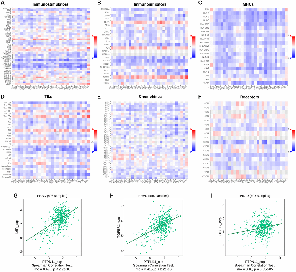 Relationship between the expression of PTPN11 and immunoregulators. (A–F) The link between PTPN11 expression and immunostimulators, immunoinhibitors, MHC molecules, TILs, chemokines, and receptors in diverse human malignancies. (G–I) The association between PTPN11 expression and IL6R, TGFBR1, and CXCL12 expression in PRAD.