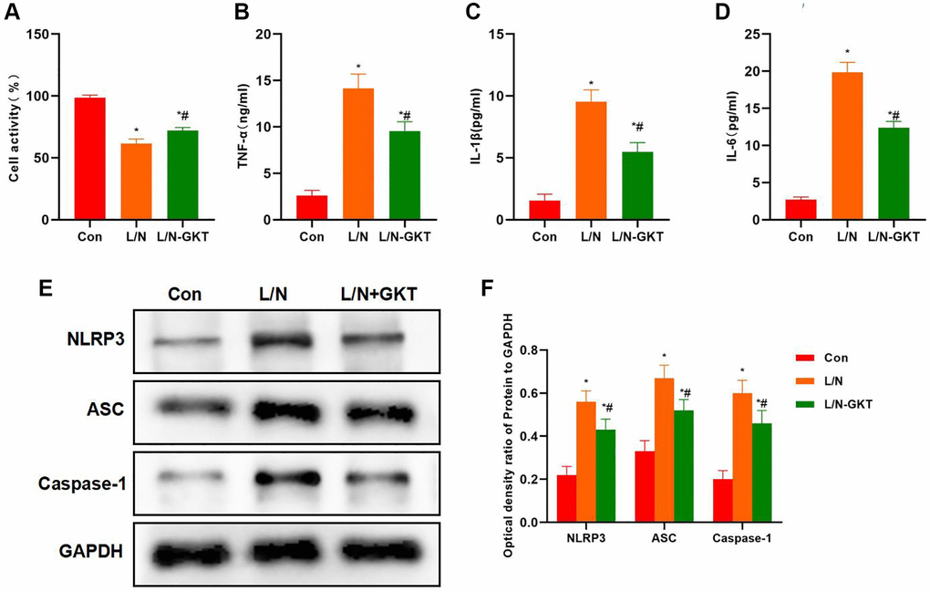 Suppressing NOX4 inhibits inflammatory factor expression and NLRP3 activation. (A) Results of cell viability assay (n = 3). GKT improved the cell viability, which was higher than that in L/N group. *P #P B–D) Expression of inflammatory factors (n = 3). GKT reduced the expression of inflammatory factors. The levels of IL-6, TNF-α and IL-1β in L/N + GKT group markedly decreased, lower than those in L/N group. *P #P E, F) Detection of protein expression (n = 3). After GKT suppressed NOX4, the activation of NLRP3 inflammasome was suppressed, and the expression of NLRP3, ASC and Caspase-1 decreased, significantly lower than that in L/N group. *P #P 
