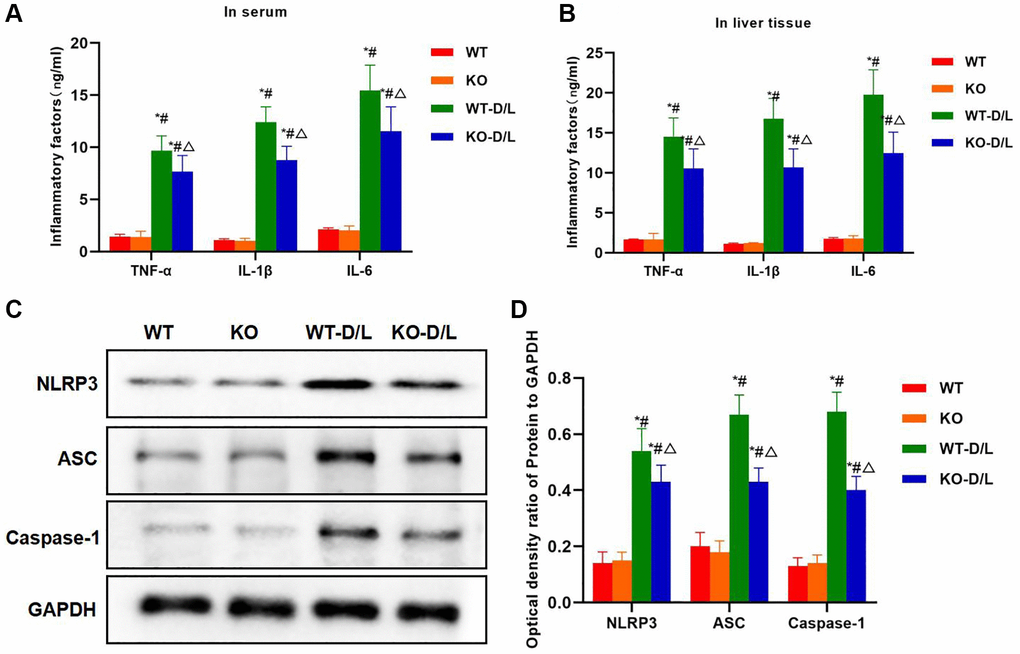 NOX4-KO decreases inflammatory factor expression and NLRP3 inflammasome activation. (A, B) Expression of inflammatory factors in serum and tissues (n = 5). The levels of IL-6, TNF-α and IL-1β in serum and liver tissues of WT-D/L group, higher than those in KO and WT groups while the differences between KO and WT groups were not significant. The inflammatory factor levels in tissues and serum of KO-D/L group declined, lower than those of WT-D/L group. *P #P △P C, D) Detection of protein expression (n = 3). NLRP3 was activated in WT-D/L group, and the levels of NLRP3, ASC and Caspase-1 were dramatically higher than those in WT and KO groups. The protein levels in KO-D/L group decreased, lower than those in WT-D/L group. *P #P △P 