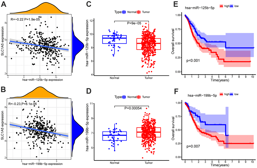 Expression correlation analysis of SLC1A5 and (A) hsa-miR-125b-5p, (B) hsa-miR-199b-5p. Differential expression analysis of (C) hsa-miR-125b-5p, (D) hsa-miR-199b-5p in normal samples and GC samples. The GC samples were divided into high and low expression groups according to the miRNA expression level. Survival analysis of (E) hsa-miR-125b-5p, (F) hsa-miR-199b-5p. Survival analysis shows that hsa-miR-125b-5p and hsa-miR-199b-5p are associated with overall survival (OS). The x-axis depicts the time of overall survival and the y-axis depicts the cumulative survival rate.