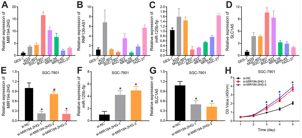 Relative expression levels of (A) MIR194-2HG, (B) RNF139-AS1, (C) hsa-miR-125b-5p and (D) SLC1A5 in 7 GC cell lines (AGS, MGC-803, SGC-7901, BGC-823, MKN-28, MKN-45, HGC-27) and 1 normal gastric mucosal epithelial cell line (GES-1). The (E) MIR194-2HG expression in SGC-7901 cells, which were transfected with si-MIR194-2HG and control vectors, were validated using quantitative real-time PCR. The effect of MIR194-2HG on the expression levels of (F) hsa-miR-125b-5p and (G) SLC1A5 was examined in SGC-7901 cells with MIR194-2HG knockdown. (H) MIR194-2HG silencing increased the activity of GC cells in vitro by CCK8 assays (*p-value 0.05).